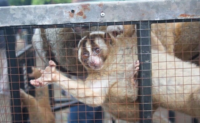 19 Critically Endangered Slow Lorises Rescued From Online Trader