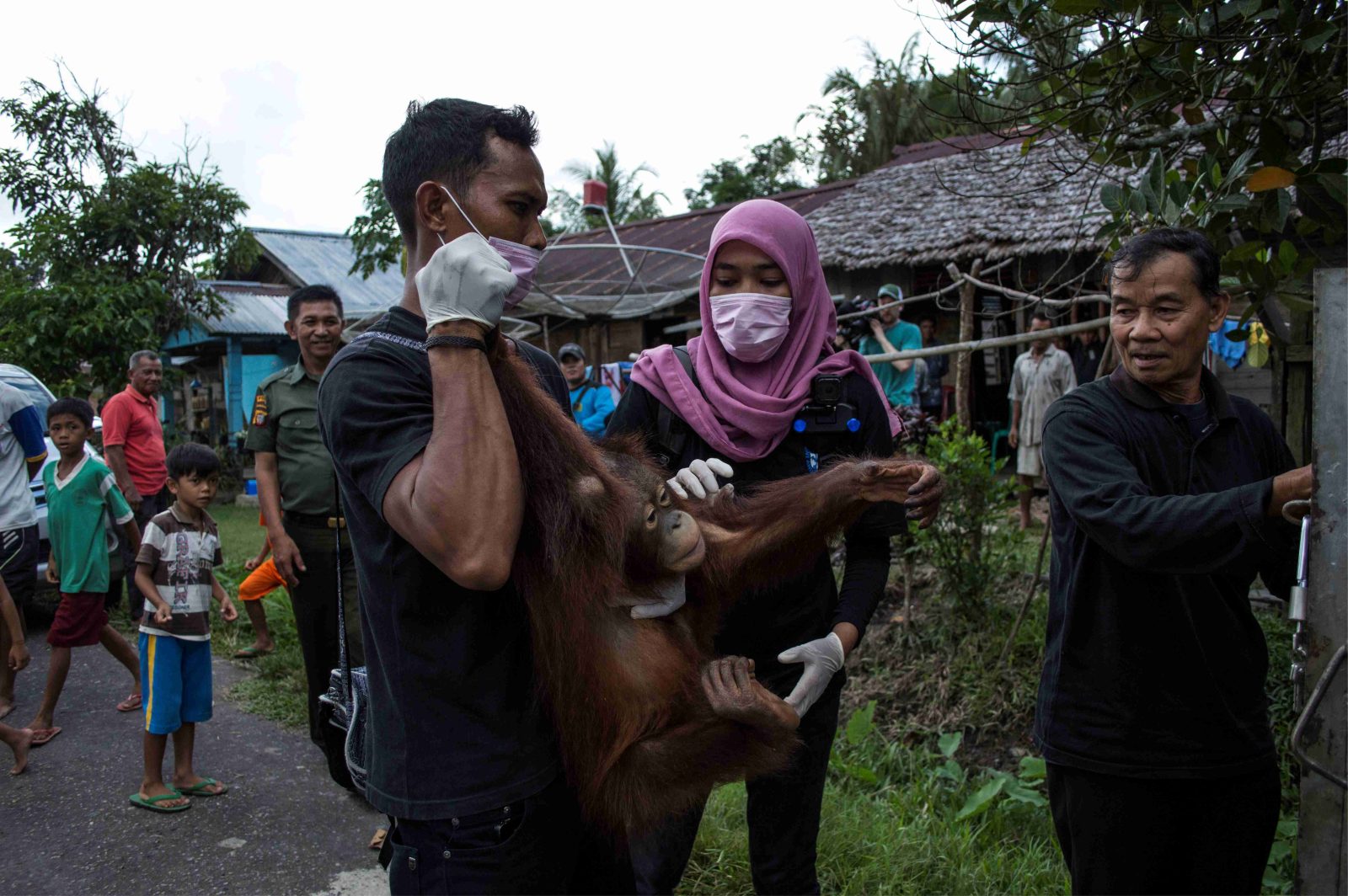 BKSDA Kalbar Selamatkan Tujuh Ekor Kukang dan Satu Ekor Orangutan