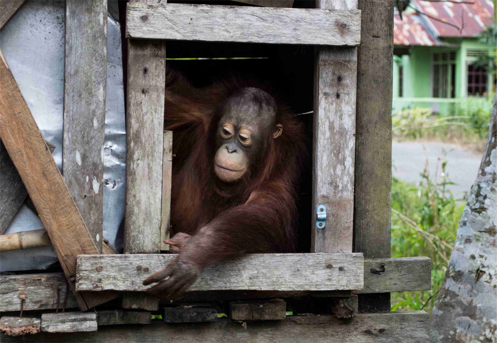 BKSDA Kalbar Kembali Selamatkan Orangutan