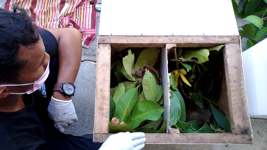 Agar Tidak Terulang, Kasus Matinya Kukang di Resort Camar Bulan Harus Dituntaskan