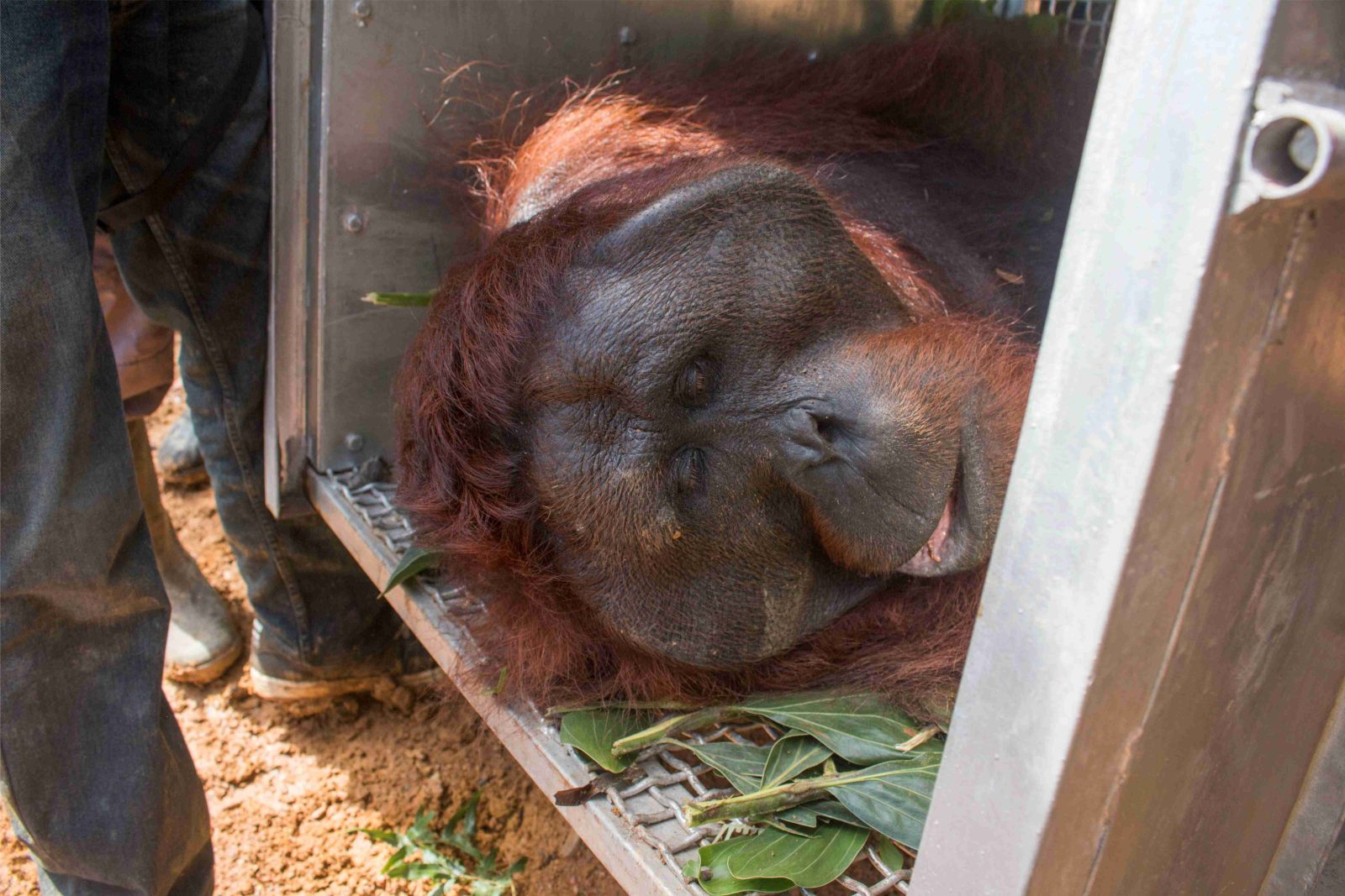 Kisah Kukar Si Orangutan Jalan-Jalan ke Kebun Kelapa
