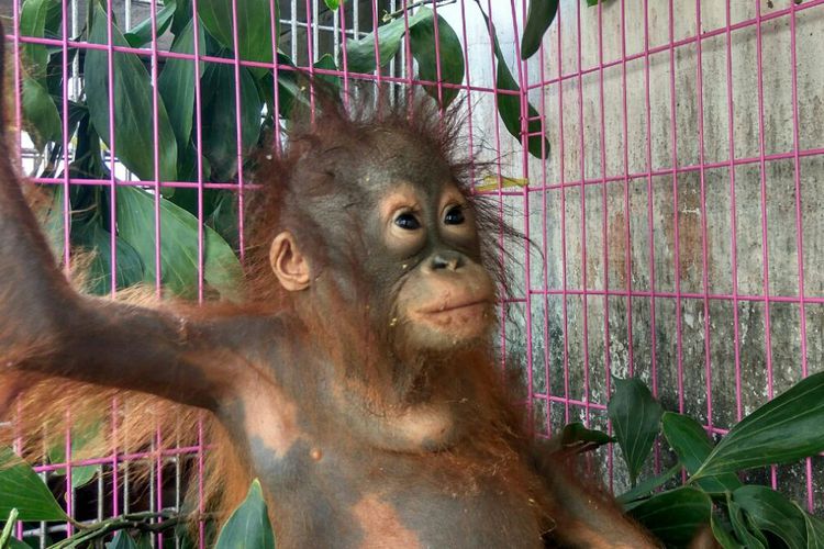 Jual Orangutan “Online”, Seorang Pelaku Ditangkap Petugas