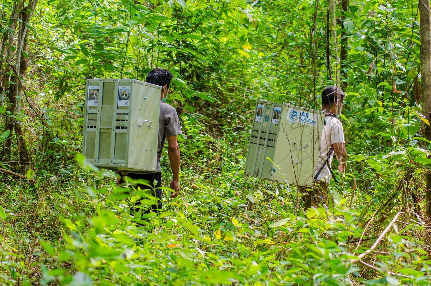 15 Individu Kukang Sumatera Menikmati Kebebasan di Taman Nasional Bukit Barisan Selatan