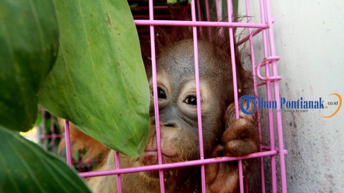 Membeli Orangutan Berarti Membeli Penyakit, Baca Penjelasan International Animal Rescue