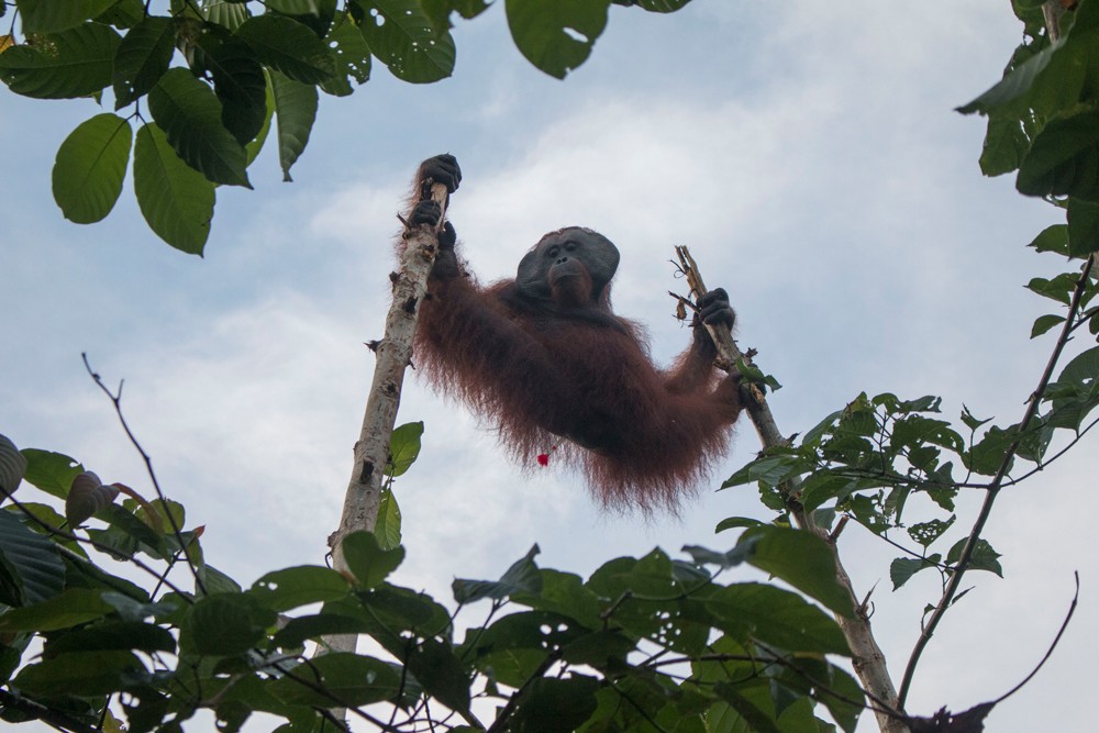 Penyelamatan Orangutan oleh Tim Satuan Tugas Evakuasi dan Penyelamatan Tumbuhan dan Satwa Balai Konservasi Sumber Daya Alam Kalimantan Barat
