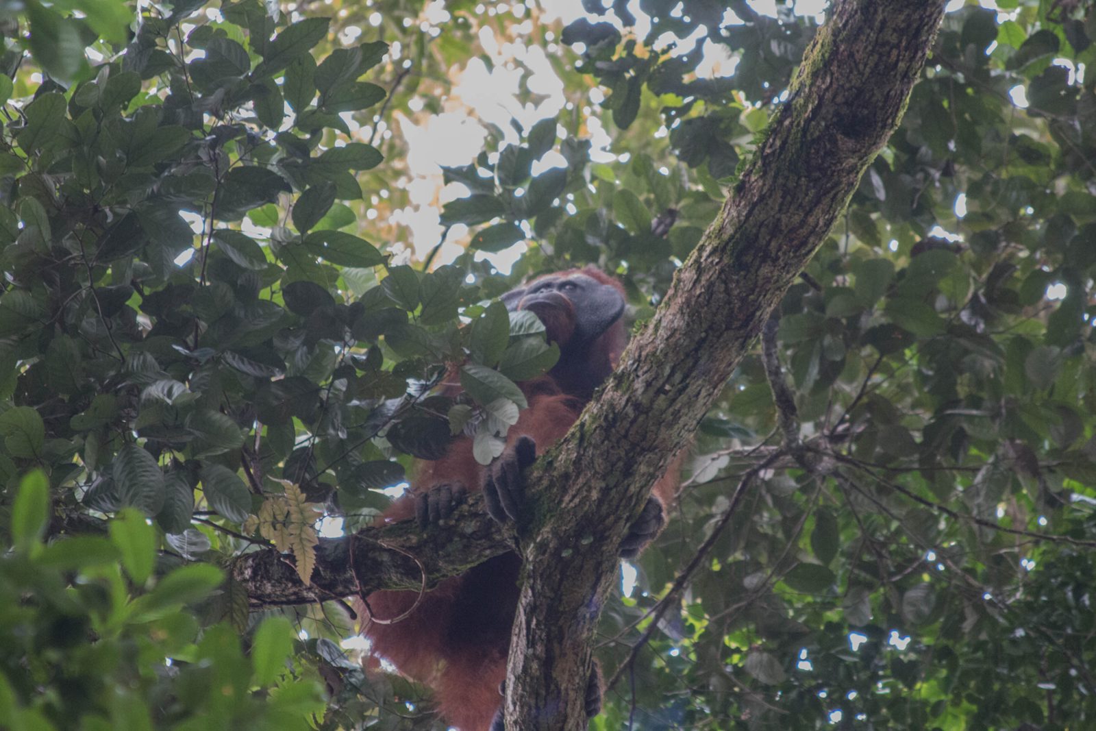 YIARI Lepas Tiga Orangutan ke Habitatnya