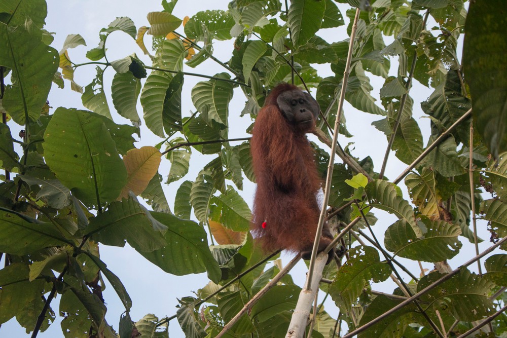 Orangutan 50 Kg diselamatkan dari Kebun Warga