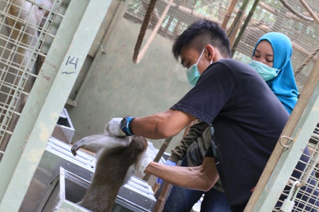 Satwa satu persatu dimasukkan ke dalam kandang translokasi untuk segera dibawa ke lokasi pelepasliaran di kawasan Hutan Lindung Batutegi. Foto: IAR Indonesia