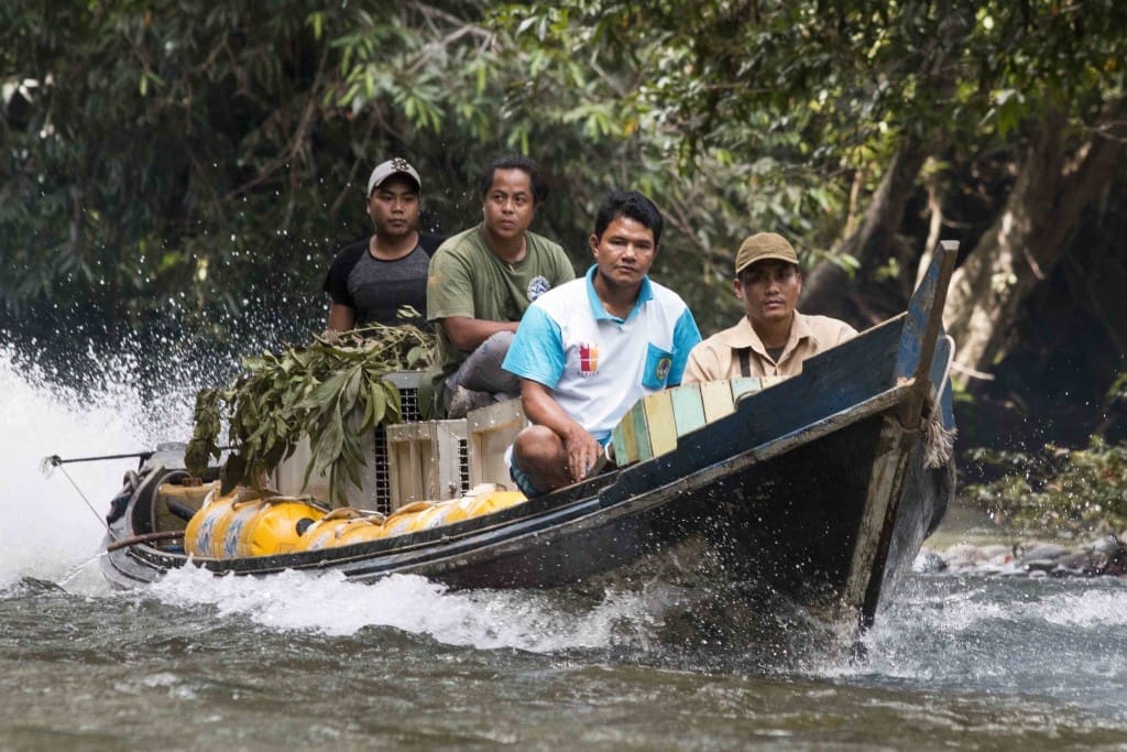 Tim menggunakan perahu menelusuri sungai menuju lokasi pelepasliaran di Taman Nasional Bukit Baka Bukit Raya. Foto: Heribertus Suciadi/IAR Indonesia
