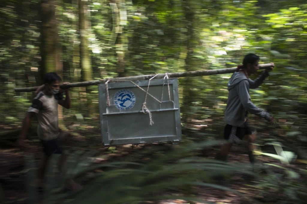 Tim secara bergantian membawa kandang transportasi berisi orangutan menuju lokasi lepasliar. . Foto: Heribertus Suciadi/IAR Indonesia