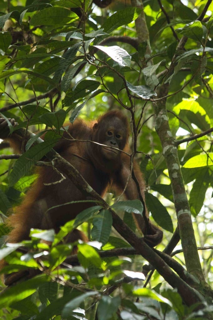 Taman Nasional Bukit Baka Bukit Raya dipilih menjadi tempat pelepasliaran orangutan karena hutannya yang masih alami dan bagus. Survey dari tim IAR Indonesia menunjukkan jumlah pohon pakan orangutan yang berlimpah. Foto: Heribertus Suciadi/IAR Indonesia