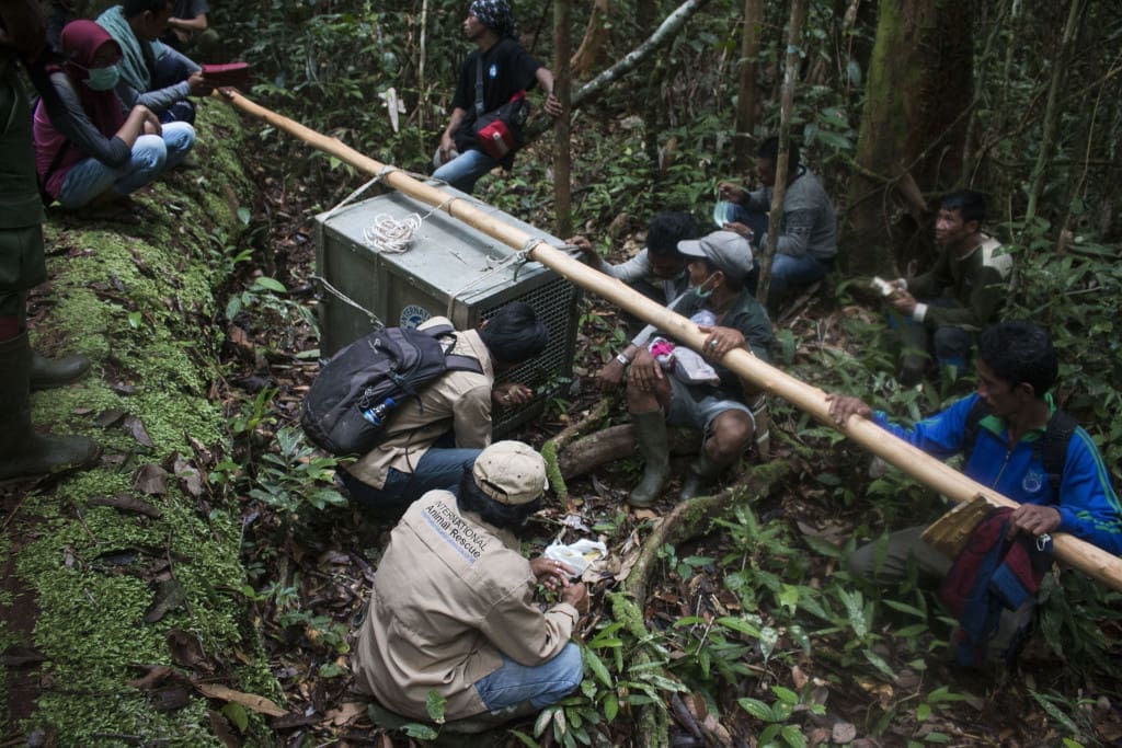 Tim pengantar berjalan kaki selama lebih dari 4 jam membawa Melky menuju titik pelepasliaran di dalam Kawasan Hutan Lindung Gunung Tarark, Kalimantan Barat. Foto: Heribertus Suciadi/IAR Indonesia