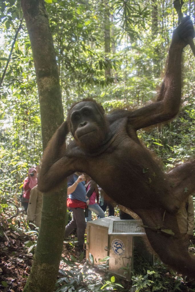 Melky, menjadi orangutan pertama yang direhabilitasi IAR Indonesia. Setelah melewati proses panjang pengembalian sifat liar alaminya, kini ia telah bebas di alam. Foto: Heribertus Suciadi/IAR Indonesia
