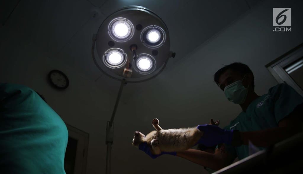 Pemeriksaan medis wajib dilakukan untuk memastikan kukang sehat dan terbebas dari penyakit. Foto Angga Yuniar/Liputan6