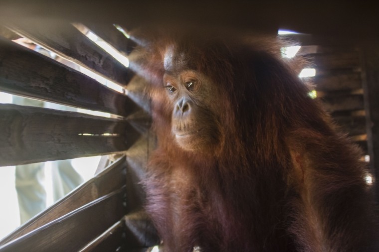 Warga Banyu Abang Serahkan Orangutan