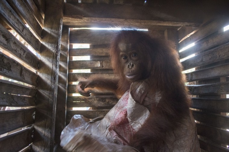 Warga Serahkan Orangutan ke BKSDA Sukadana