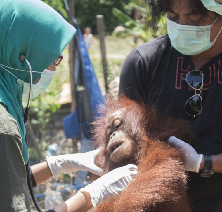 Orangutan Betina Diselamatkan IAR dan BKSDA