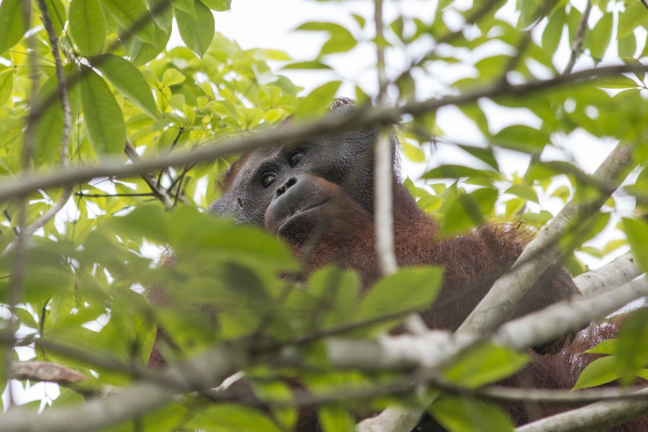 Kronologi Penyelamatan Orangutan yang Tersesat di Kebun Warga