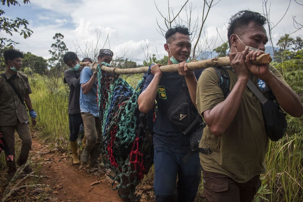 Tim memindahkan Lulup ke tempat yang lebih aman di kawasan TN Gunung Palung, Kalimantan Barat. Foto: Heribertus/IAR Indonesia