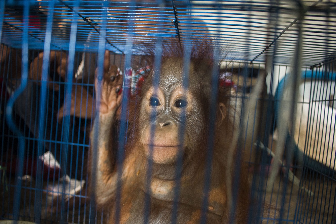 Putusan Ringan Hakim yang Tidak Buat Jera Penjual Bayi Orangutan