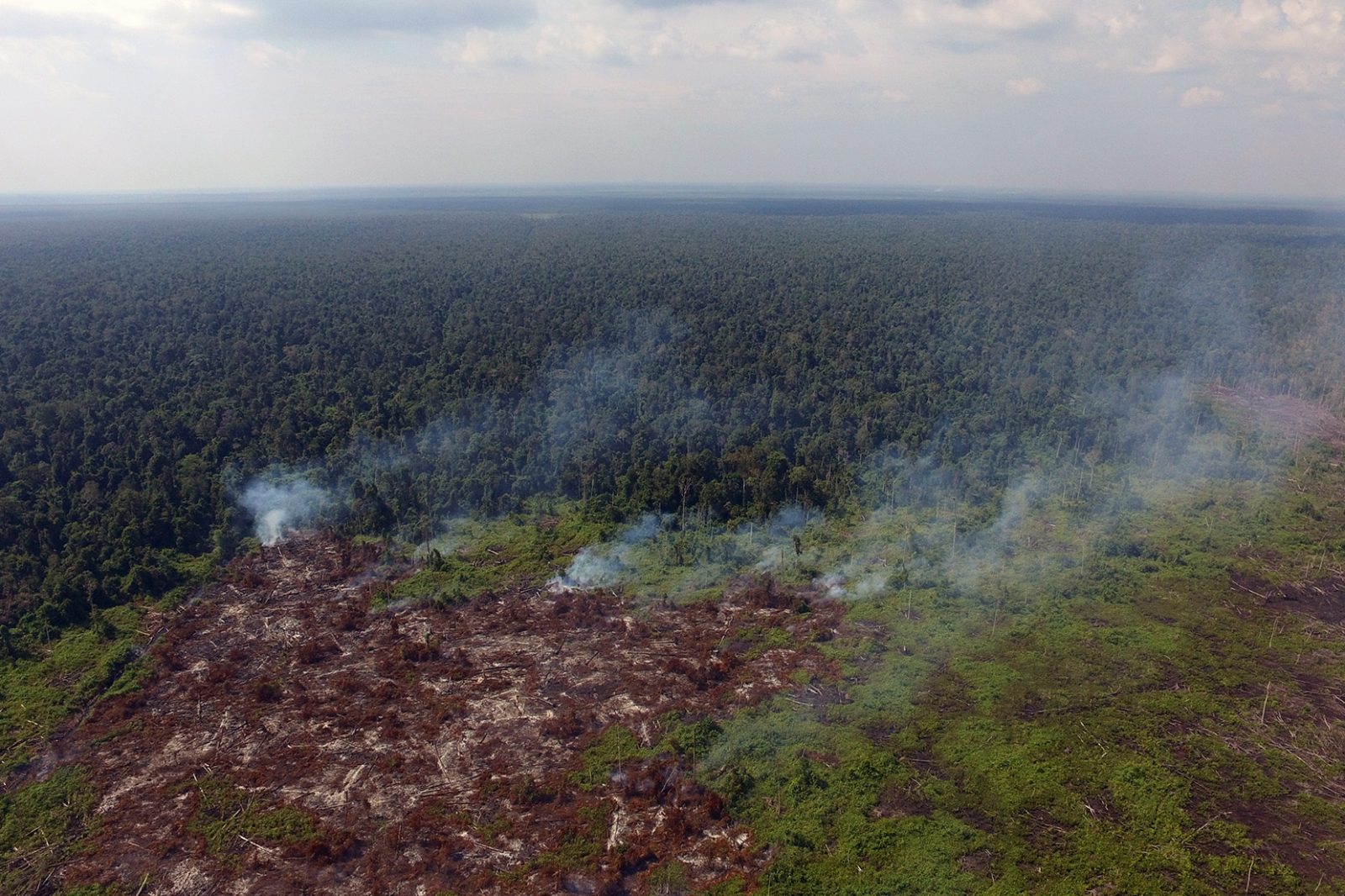 Kebakaran Hutan dan Lahan Nyaris Terjadi di Dekat “Sekolah Hutan” di Ketapang
