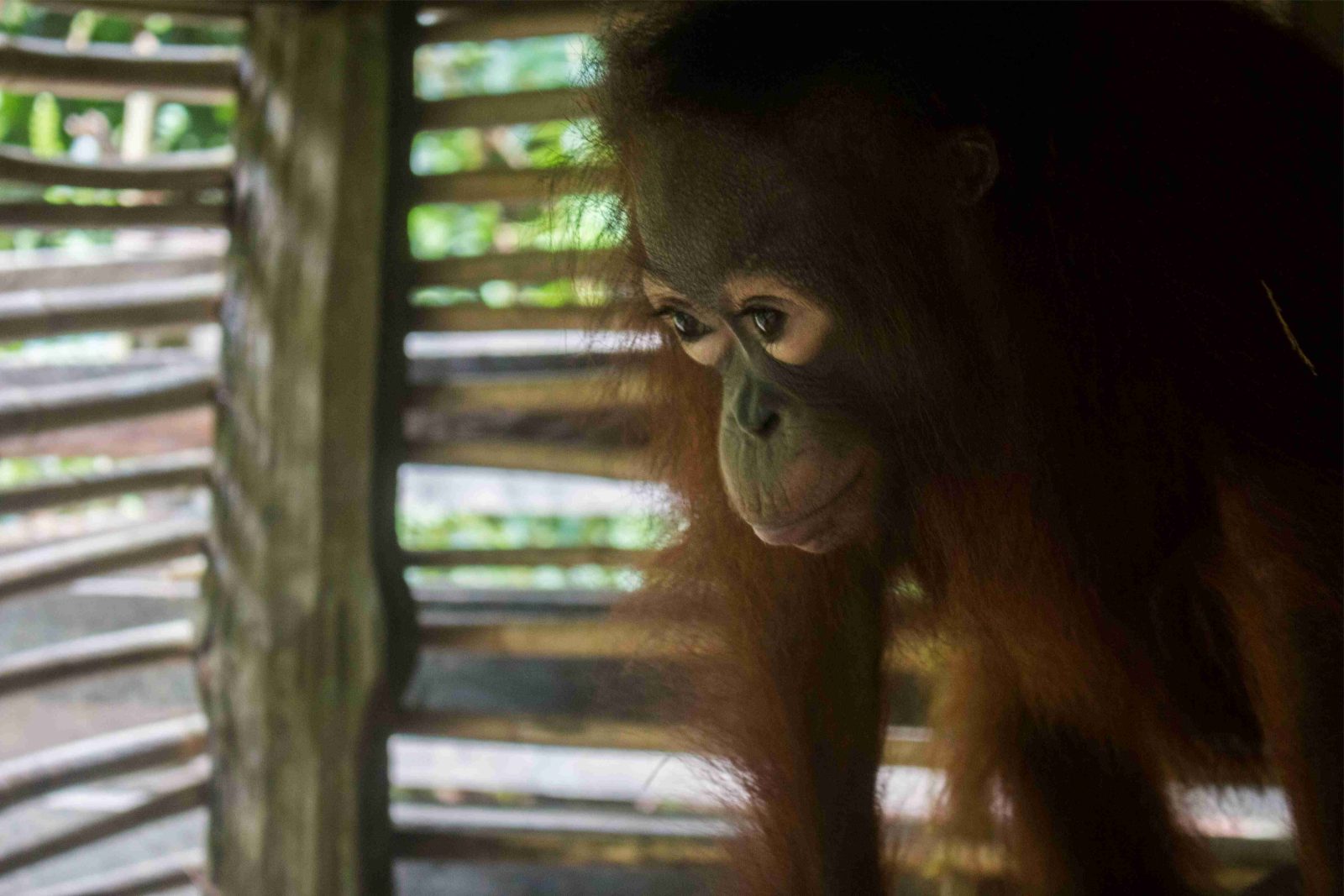 Dua Orangutan Kembali Diselamatkan