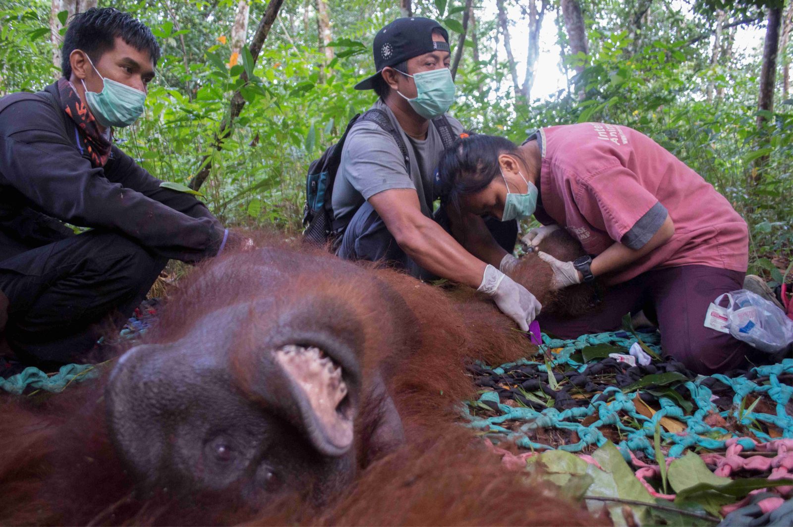 Evakuasi dan Translokasi Satu Orangutan