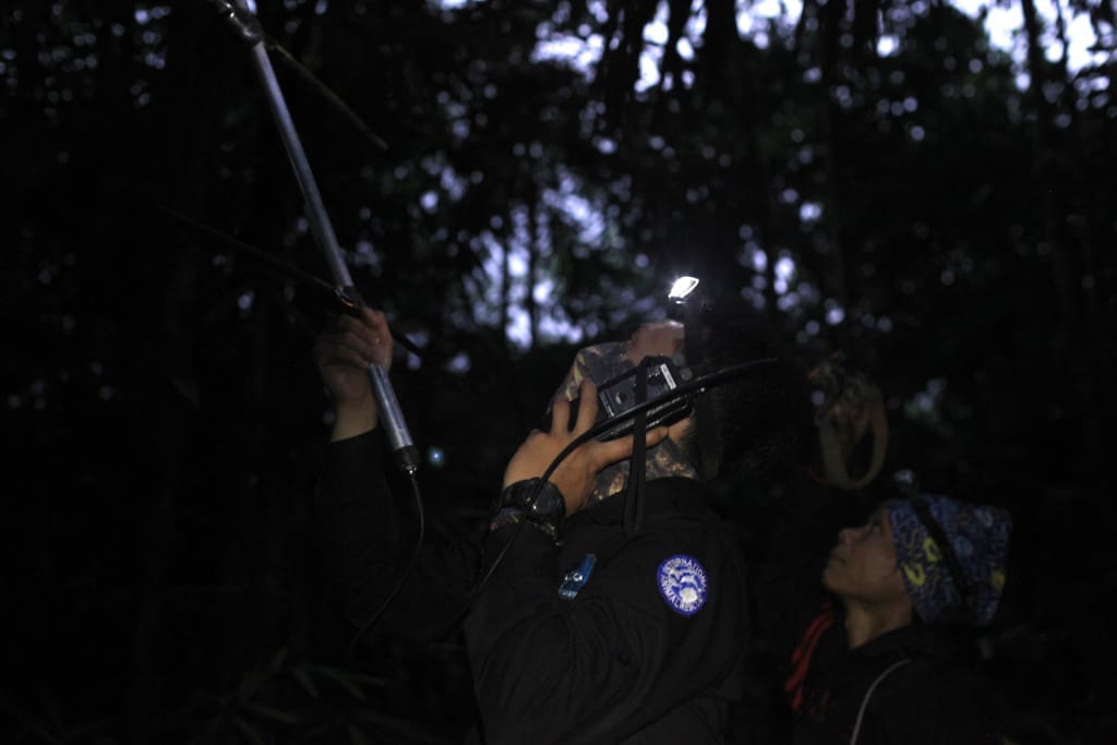 Dibantu radio receiver, sejak sore tim mencari keberadaan Lilo dan Jomblo di alam untuk kemudian dilanjutkan memotong radio collar di kedua kukang itu. Foto: Reza Septian/IAR Indonesia.
