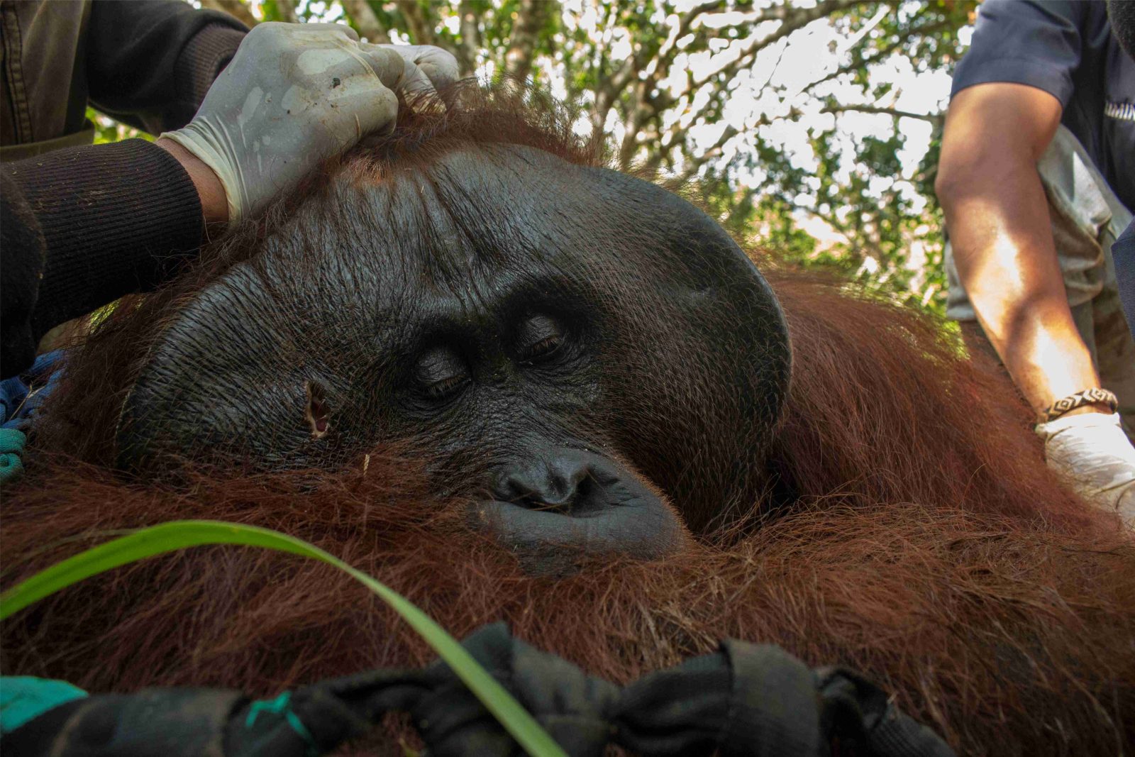 Orangutan Lulup Ditranslokasi Ke TNGP