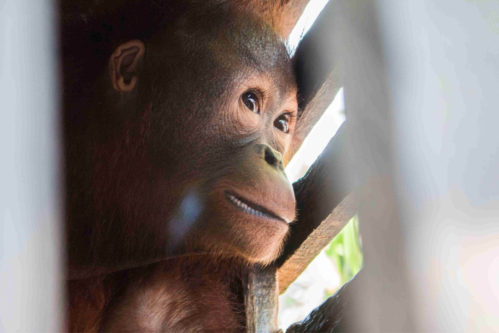 2 Tahun jadi Peliharaan Warga, BKSDA Evakuasi Bayi Orangutan