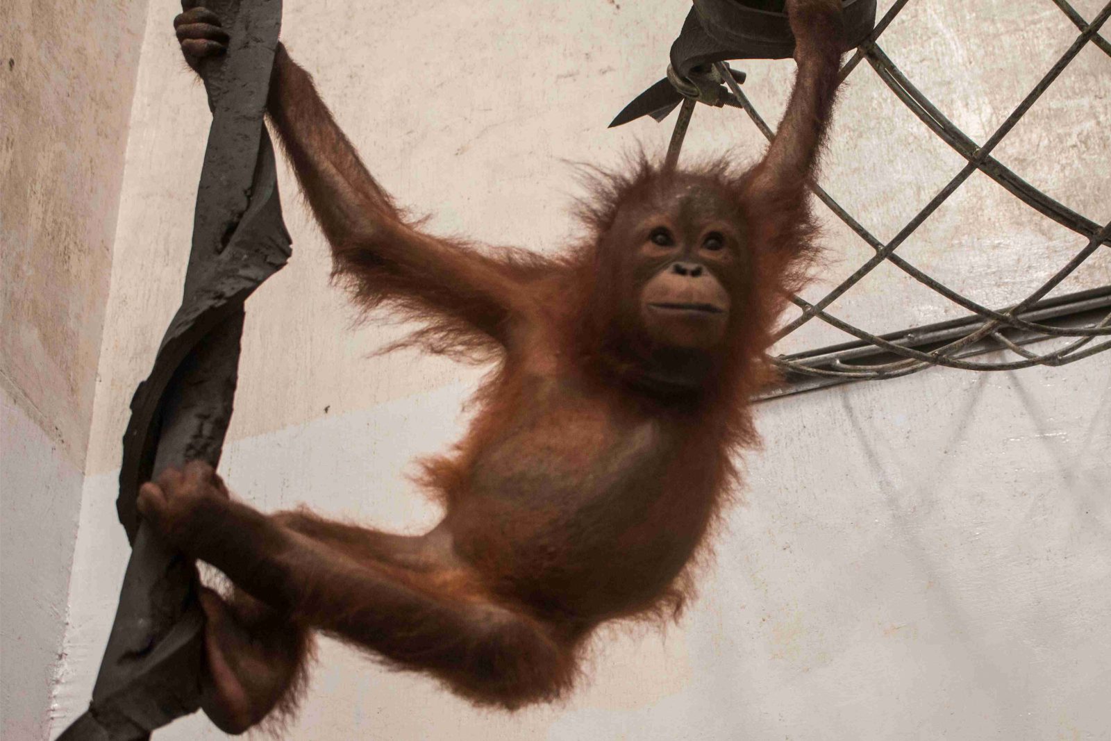 Tiga Orangutan Diselamatkan oleh Badan Konservasi Hewan di Indonesia