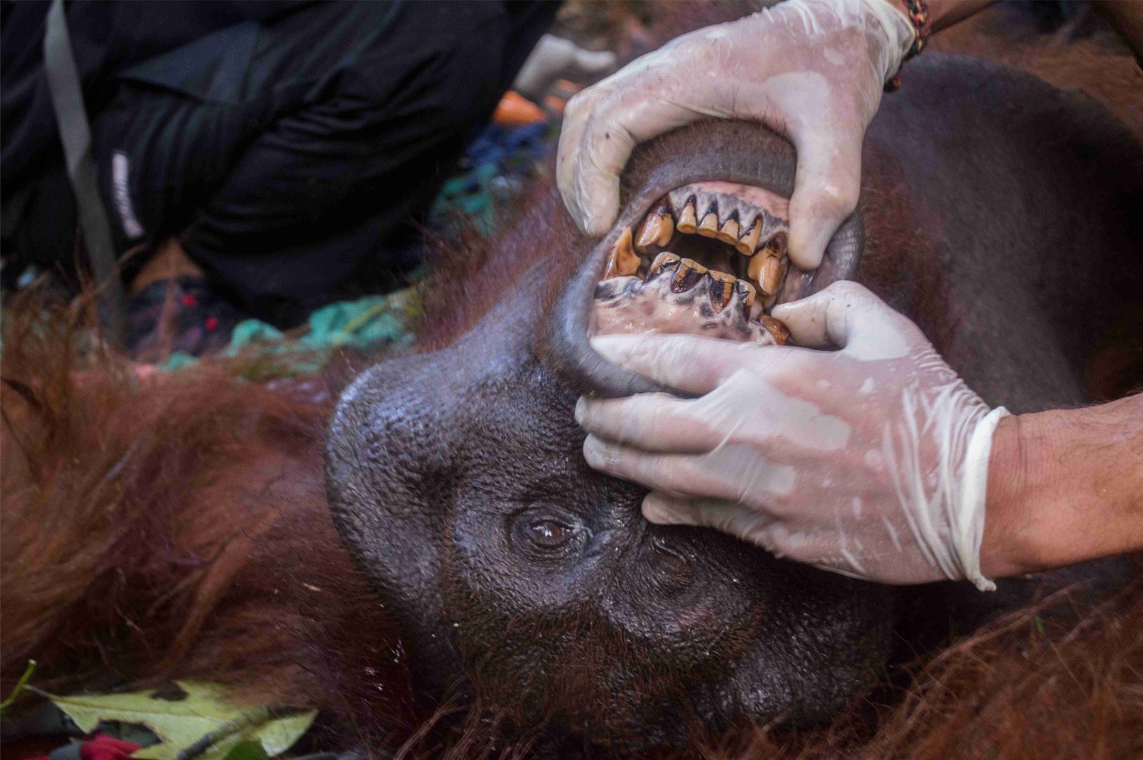 Pelepasan Orangutan Ke Taman Nasional Gunung Palung