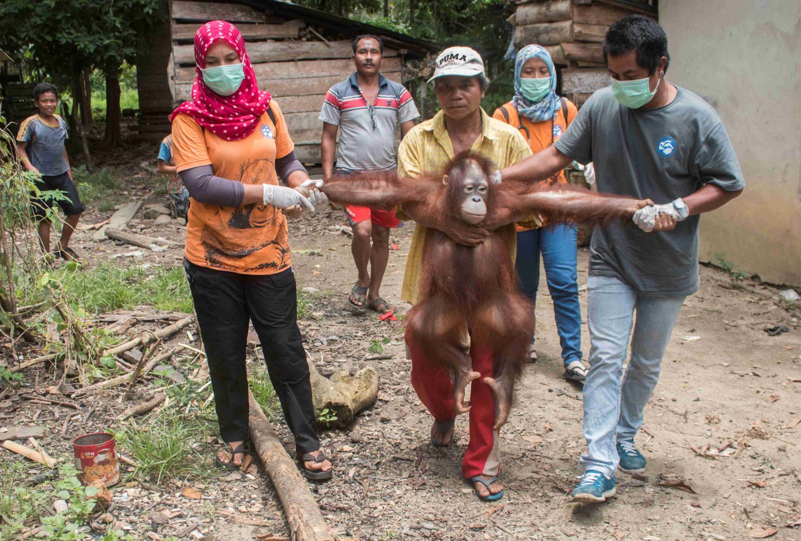Pemeliharan Orangutan Picu Perdagangan dan Perburuan Tetap Berlangsung