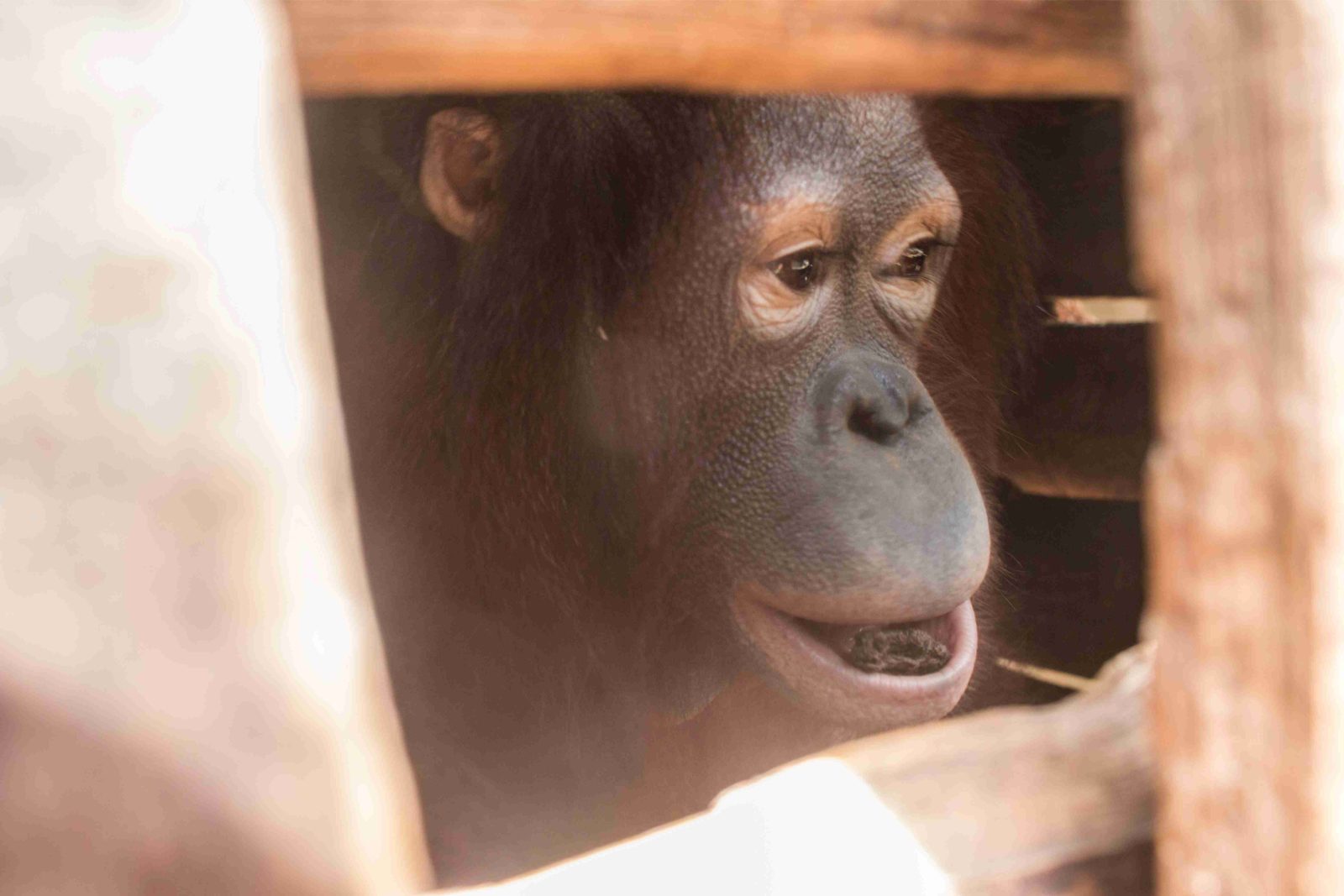 2 Orangutan Berhasil Diselamatkan dari Pemeliharaan Ilegal Warga di Ketapang