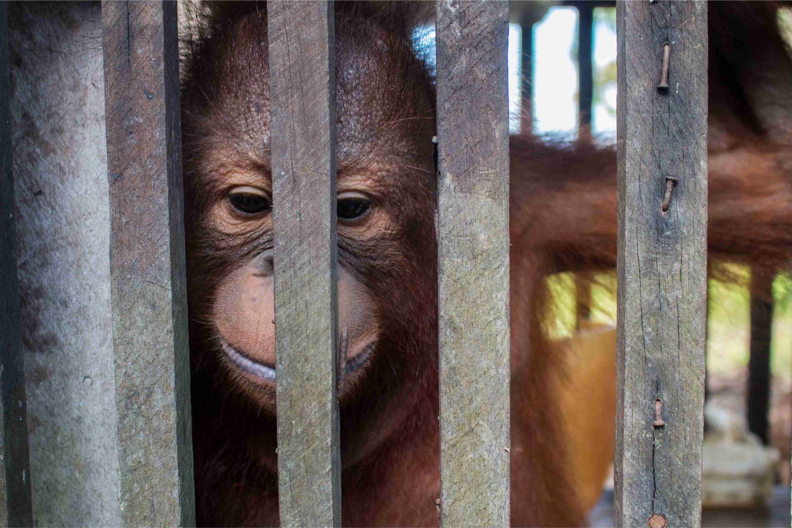 Baby orangutan is freed after more than a YEAR kept inside a cage the size of a cupboard by plantation workers