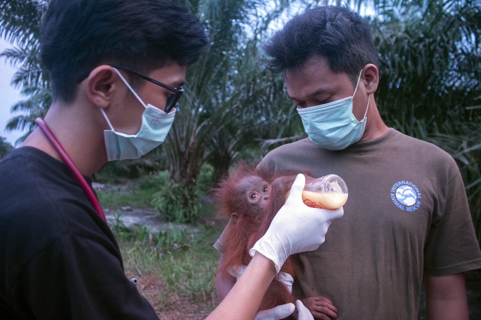 Penyelamatan Satu Bayi Orangutan di Kebun Sawit