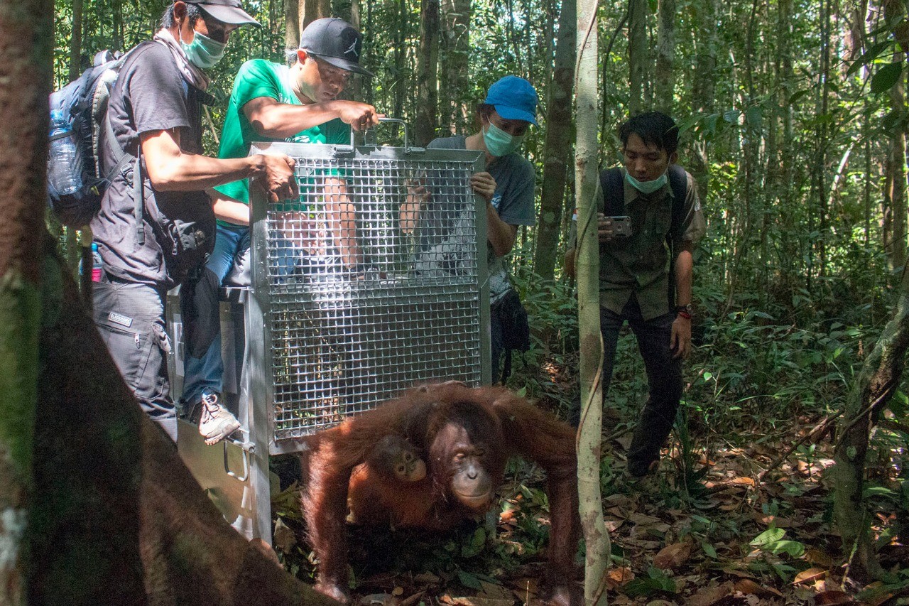 IAR Indonesia dan BKSDA Kalbar Lepasliarkan Dua Individu Orangutan di Hutan Lindung Gunung Tarak