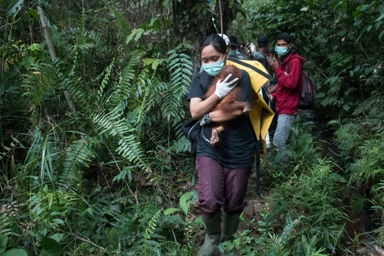 Translokasi Orangutan dari Kebun Masyarakat ke Taman Nasional Gunung Palung