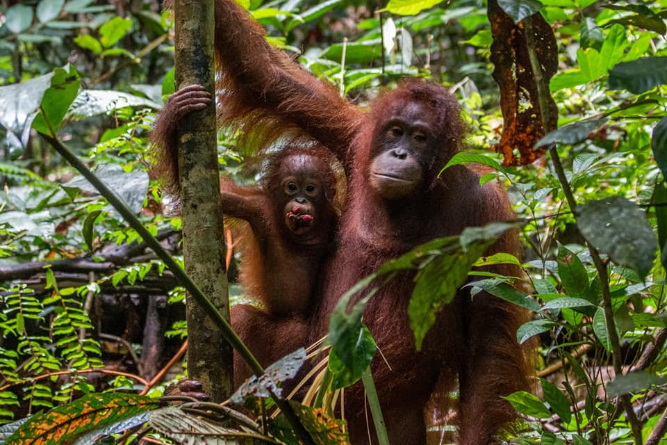 Pelepasliaran Enam Individu Orangutan di TNBBBR