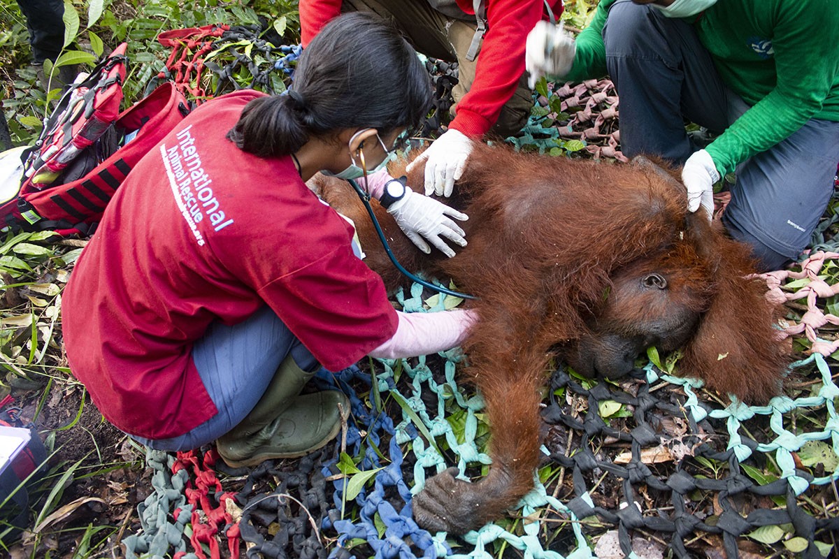 Penyelamatan Orangutan Induk Anak di Semanai