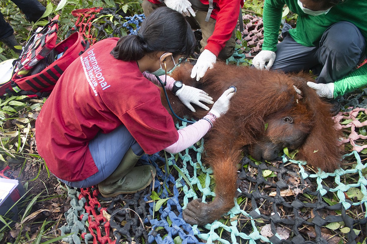 Penyelamatan Orangutan di Riam Berasap