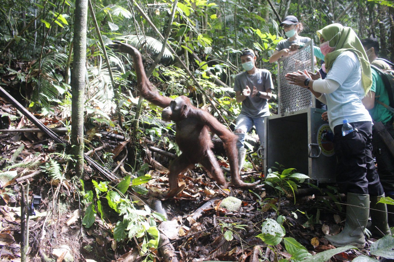 SIARAN PERS: Libatkan Masyarakat Setempat, IAR Indonesia Lepasliarkan Lima Individu Orangutan di TNBBBR