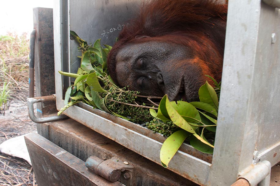 Bara dan Arang, Dua Orangutan yang Diselamatkan dari Kebakaran Hutan dan Lahan di Ketapang