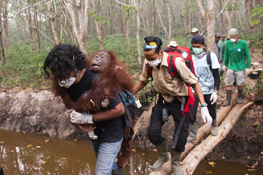 Kisah Empat Individu Orangutan yang Terselamatkan dari Api