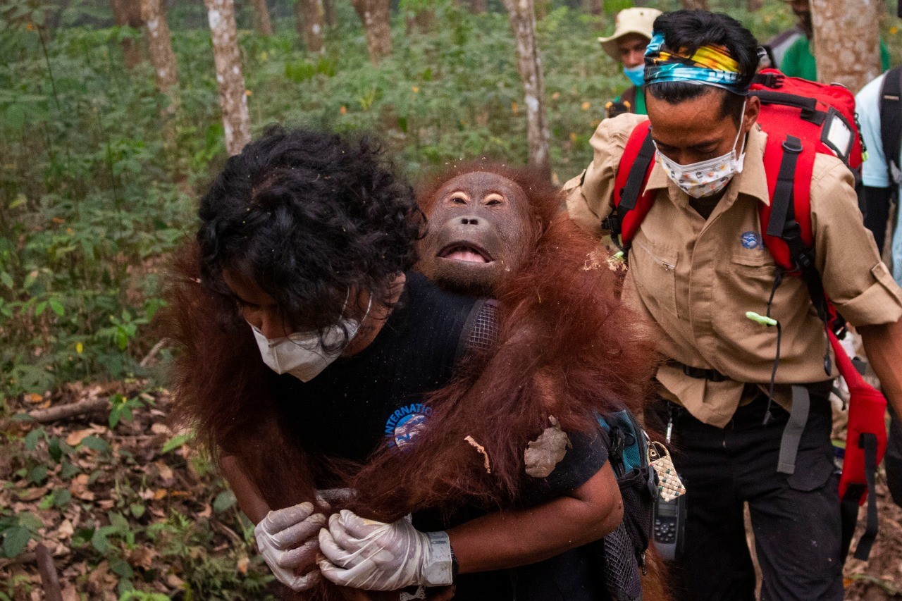 Jerit, Orangutan yang Menjadi Korban Karhutla