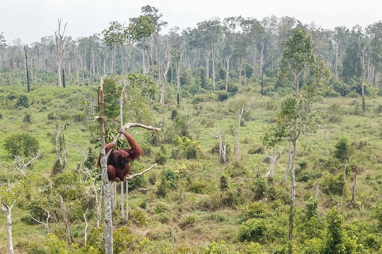 BKSDA Kalbar dan IAR Indonesia Kembali Selamatkan Orangutan Korban Kebakaran