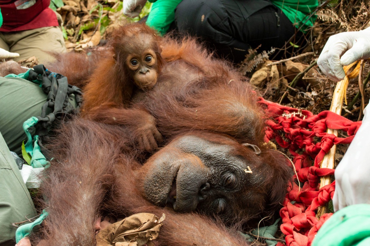 Induk dan Bayi Orangutan Diselamatkan dari Habitatnya yang Musnah Terbakar