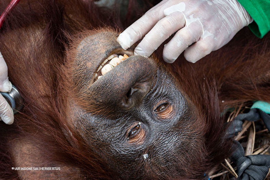 Perubahan Iklim Memburuk, Dua Orangutan Terusir dari Hutan