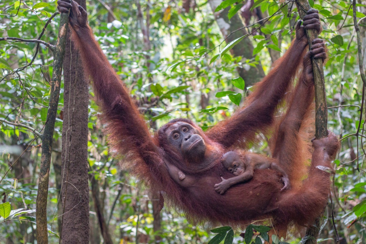 Peni, Secuil Kisah Bahagia di Tengah Perjuangan Hidup Orangutan
