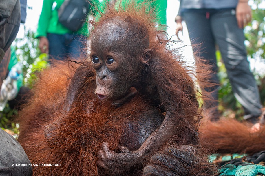 Jumlah Konflik Manusia – Orangutan Terus Bertambah, Induk Anak Orangutan Diselamatkan di Sungai Awan Kiri